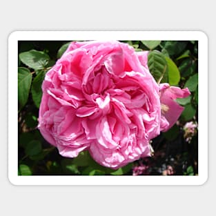 Rose Flower Pink Sticker